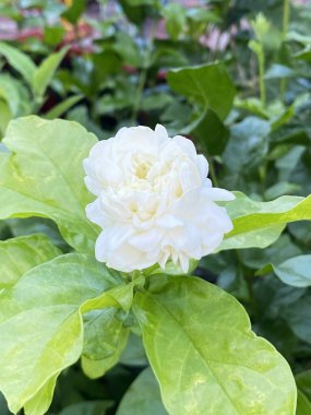 Güzel yasemin beyaz çiçek bahçede