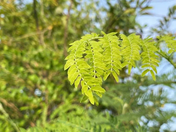 Folhas Leucaena Glauca Verdes Uma Árvore Floresta — Fotografia de Stock