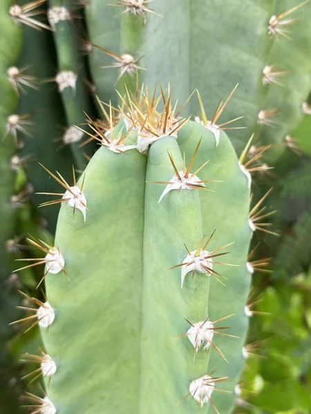 Primer Plano Cactus Jardín —  Fotos de Stock