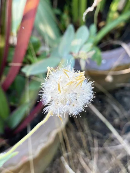 Płaszcze Kwiat Ogrodzie Przyrody — Zdjęcie stockowe