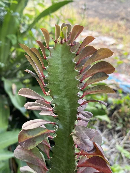 Растение Euphorbia Antiquorum Саду — стоковое фото