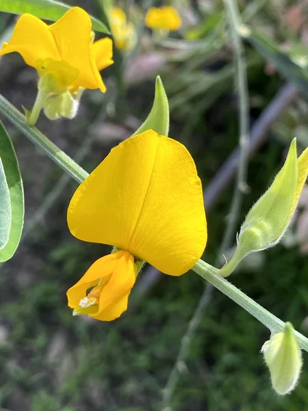 Bahçedeki Sarı Kenevir Çiçeği — Stok fotoğraf