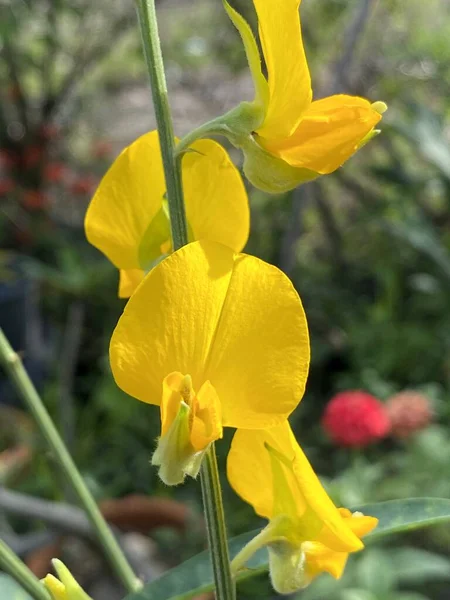 Amarelo Sunn Flor Cânhamo Jardim — Fotografia de Stock