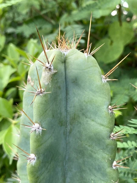 Närbild Kaktusväxt Naturträdgården — Stockfoto