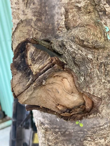 Testereli Yaşlı Ağaç Kütüğü — Stok fotoğraf