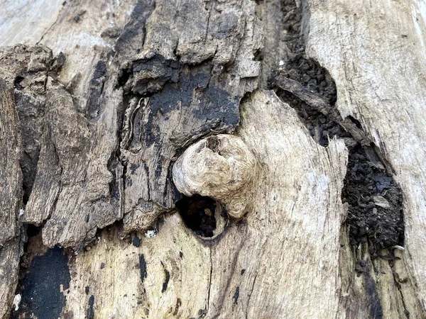Närbild Ett Träd Bark — Stockfoto