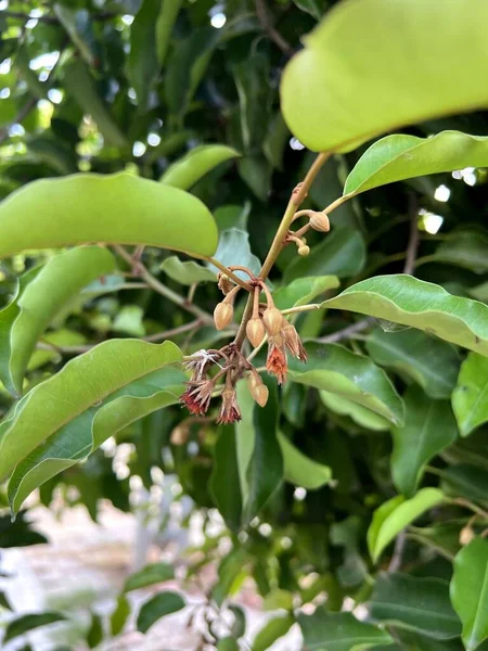 緑のミムソップエレンギの木の葉 — ストック写真
