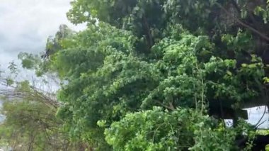 Doğa bahçesindeki Pithecellobium ağacı