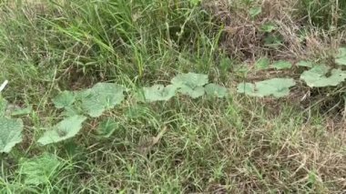 Bryonia laciniosa leaf in nature garden