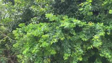 Doğa bahçesindeki Pithecellobium ağacı