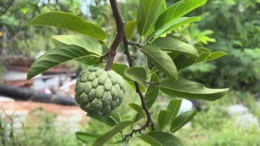 sugar apple fruit in nature garden