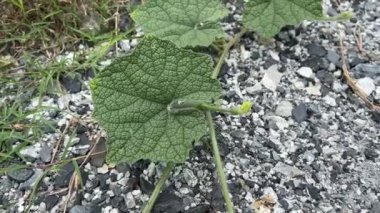 Bryonia laciniosa leaf in nature garden