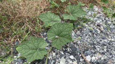 Bryonia laciniosa leaf in nature garden