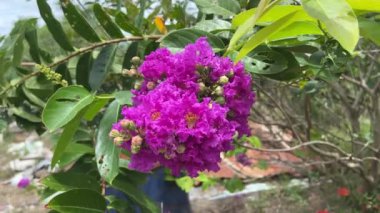 Lagerstroemia Specosa Çiçeği Doğa Bahçesinde