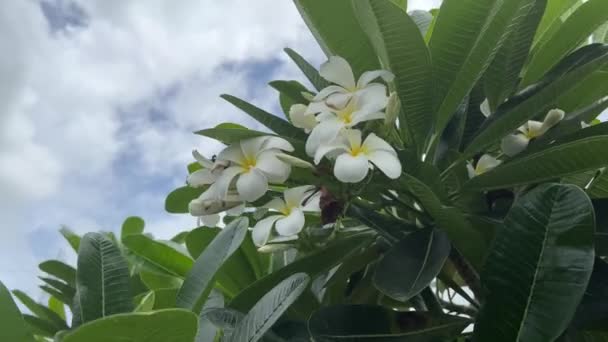 Flor Pluemria Jardín Naturaleza — Vídeos de Stock