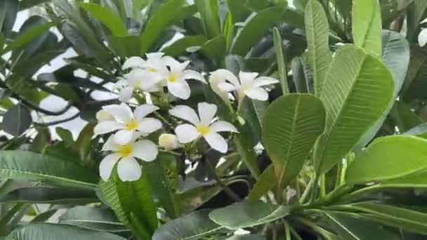 Fiore Plumeria Nel Giardino Naturale — Video Stock