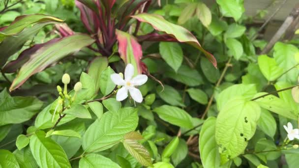 Цветок Wrigthia Antidysenterica Саду Природы — стоковое видео