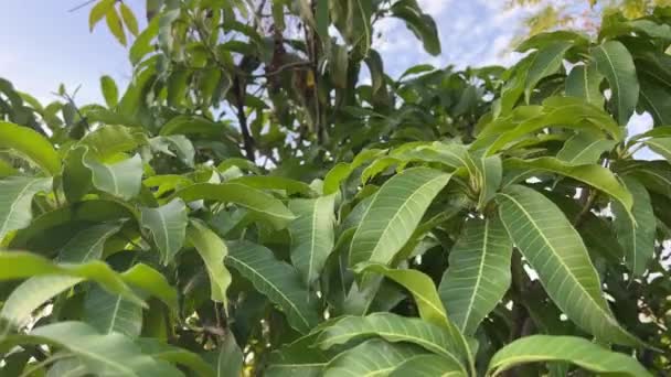 Foglia Mango Nel Giardino Naturale — Video Stock