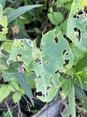 bir bitkinin yeşil sarmaşık kabağı yaprakları