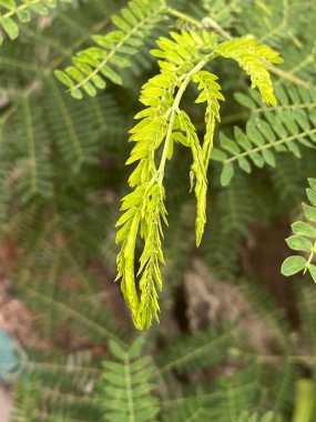 Ormandaki bir ağacın yeşil lucaena glauca yaprakları