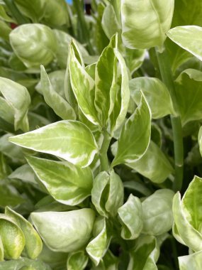 Çiftlikte yetişen yeşil Pedilanthus timaloides bitkilerinin yakın görüntüsü