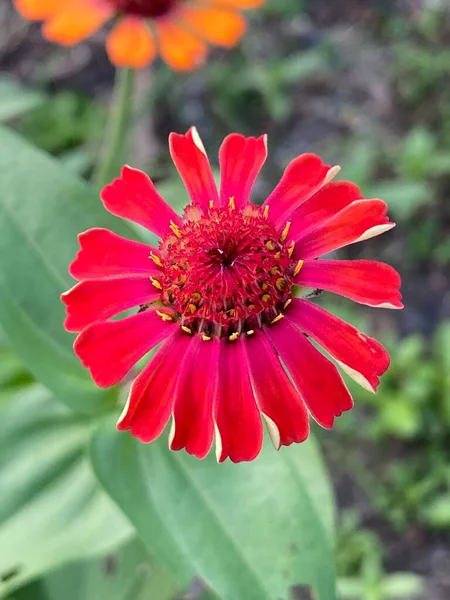 stock image beautiful zinnia flowers in the garden