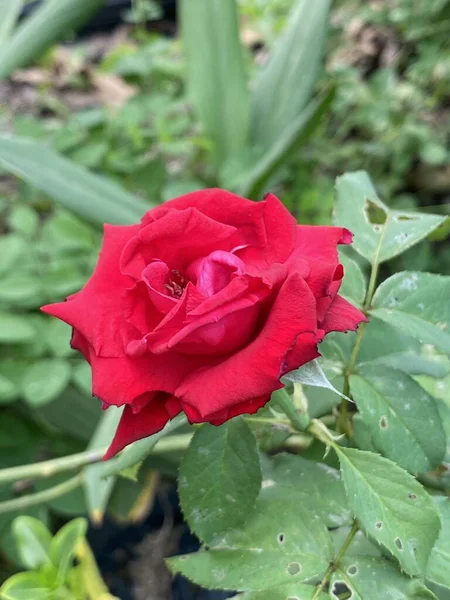 Bela Rosa Vermelha Jardim — Fotografia de Stock
