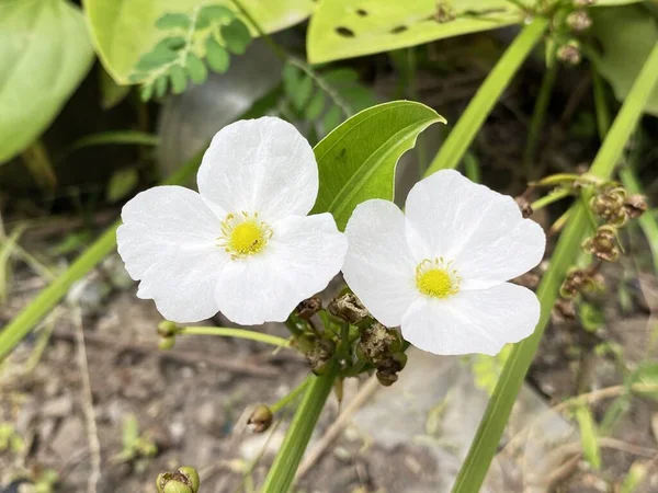 Flor Branca Echinodosus Cordifolius Jardim — Fotografia de Stock