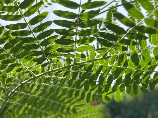 緑のルーカーナ グラウカの葉を閉じて — ストック写真