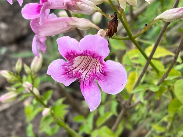 Trumpetbush Trumpetflower Nel Giardino Naturale — Foto Stock