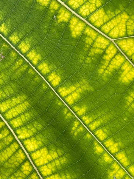 Green Teak Leaf Texture Background — Photo