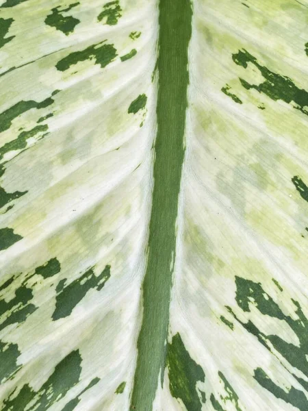 Dieffenbachia Dumb Cane Leaf Texture — стокове фото