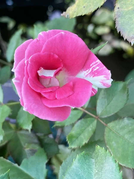 정원의 아름다운 분홍빛 — 스톡 사진