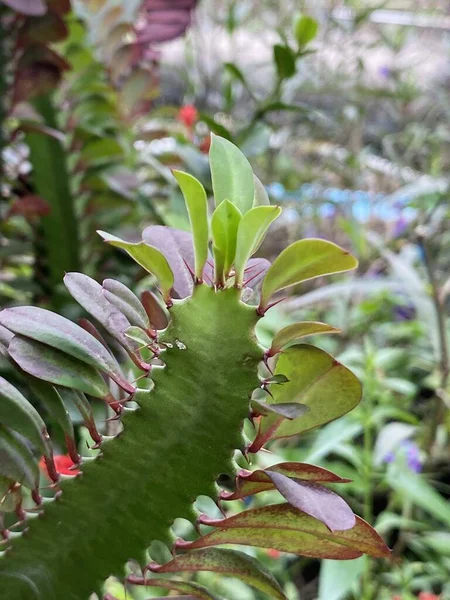 Εγκαταστάσεις Αντιαπαρτίας Euphorbia Στον Κήπο Της Φύσης — Φωτογραφία Αρχείου