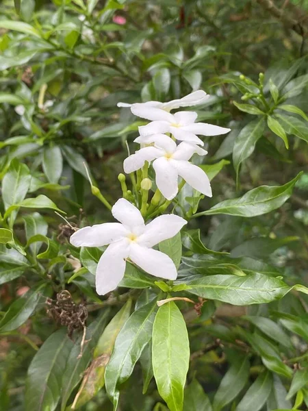 Λευκά Λουλούδια Wrigthia Antidysenterica Στον Κήπο — Φωτογραφία Αρχείου