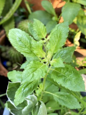 Kutsal fesleğen, doğa bahçesinde