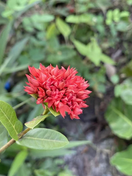 Червона Квітка Ікори Саду Природи — стокове фото
