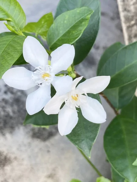 Белый Цветок Wrigthia Antidysenterica Саду — стоковое фото