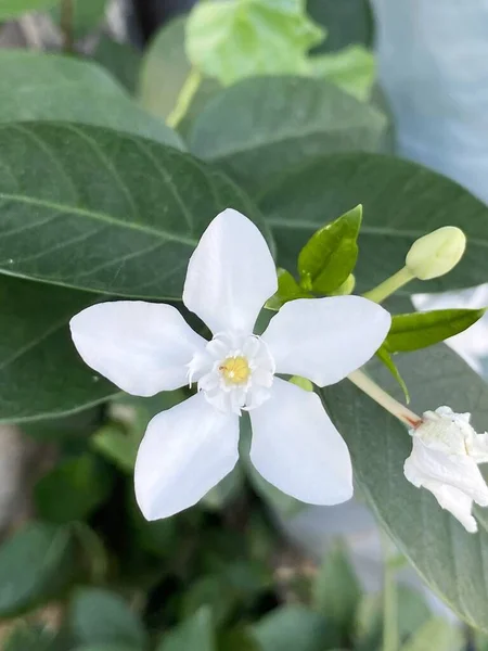 Piękny Biały Wrigthia Antydysenterica Kwiat Ogrodzie — Zdjęcie stockowe