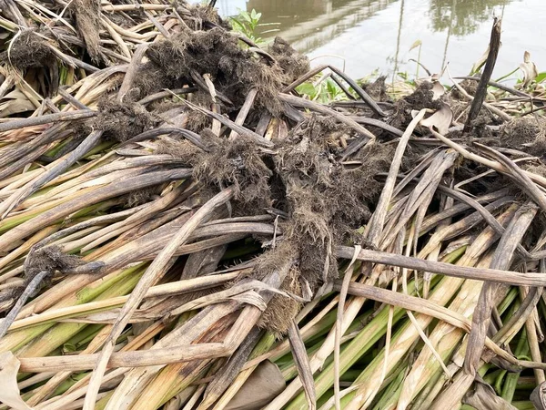 Roots Water Hyacinth Ground — Stock Photo, Image