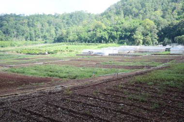 Tayland 'da Chiang Mai' de tarım alanında.