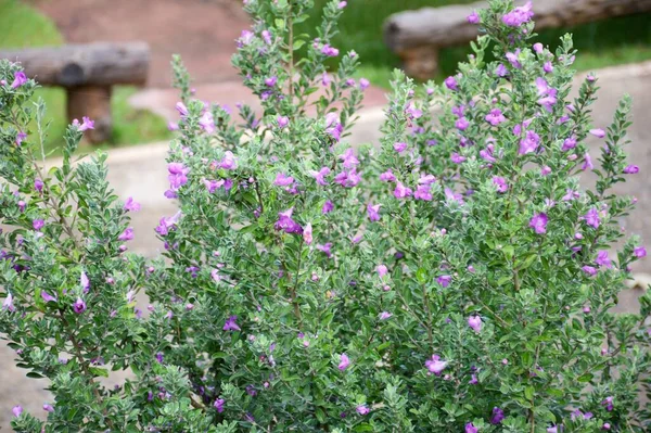 stock image beautiful Leucophyllum frutescens flowers in the garden