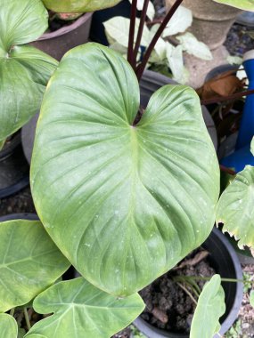 yeşil Homalomena rubescens bahçede yapraklar