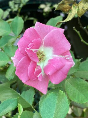 Doğa bahçesinde pembe gül çiçeği