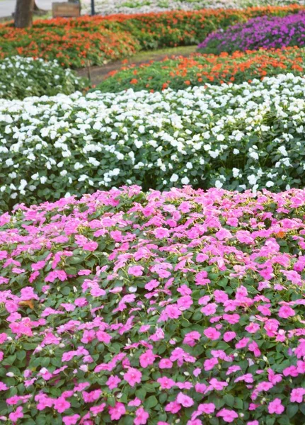 Vackra Petunai Blommor Trädgården — Stockfoto