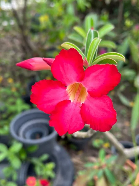 Красиві Червоні Іммала Квіти Лілії Саду — стокове фото