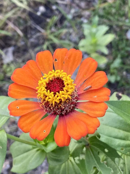 Πορτοκαλί Zinnia Λουλούδι Στον Κήπο Της Φύσης — Φωτογραφία Αρχείου