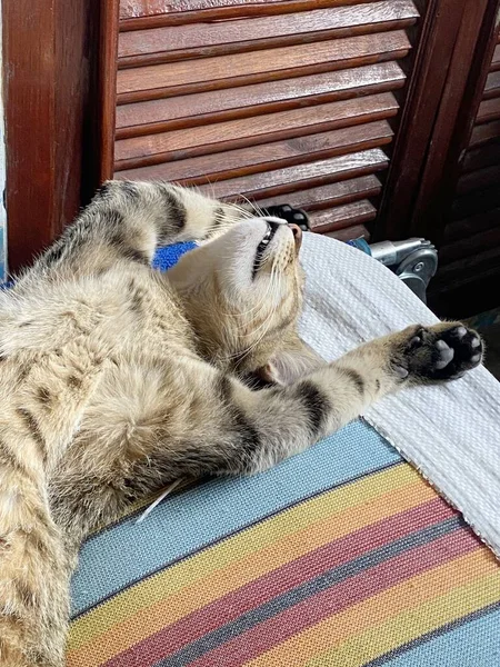Kucing Berbaring Lantai — Stok Foto