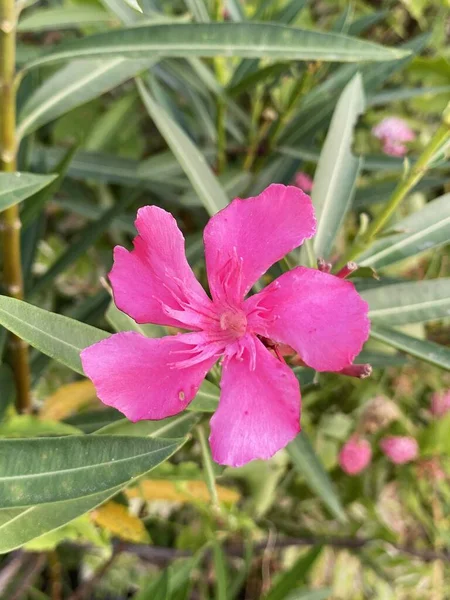 Güzel Pembe Neryum Zakkum Bahçede Gül Ağacı Çiçeği — Stok fotoğraf