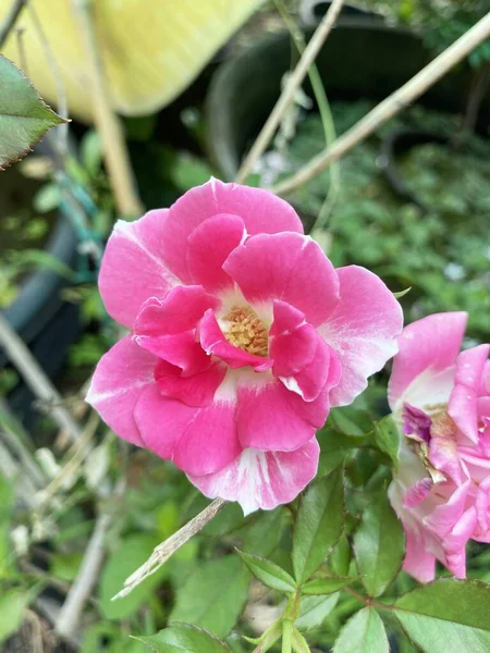 Ροζ Τριαντάφυλλο Λουλούδι Στον Κήπο Της Φύσης — Φωτογραφία Αρχείου